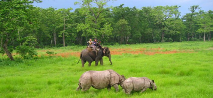 Jungle safari at Chitwan National Park