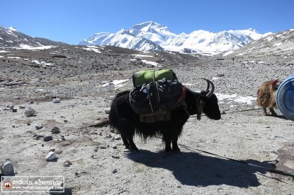 Yaks gazing at Cho Oyu region in Tibet
