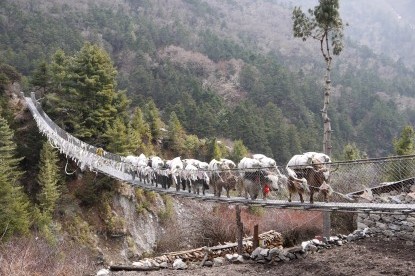 Yaks crossing bridge at Everest Base Camp