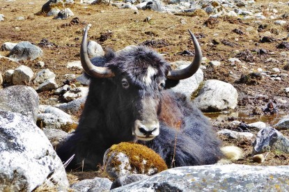 Yak in Rolwaling : Everest Base Camp