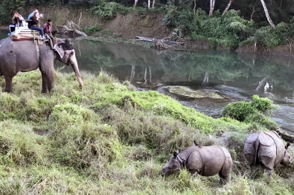 Jungle Safari with Elephant at Chitwan National Park