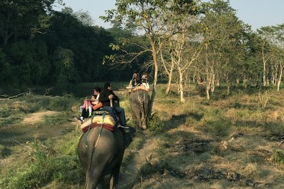 Jungle Safari with Elephant at Chitwan National Park