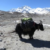 Yaks gazing at Cho Oyu region in Tibet