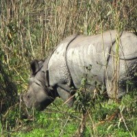 One Horned Rhinoceros at Chitwan National Park