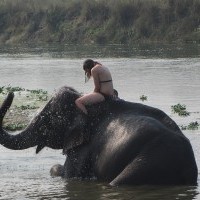 Elephant Bathing at Chiwan National Park